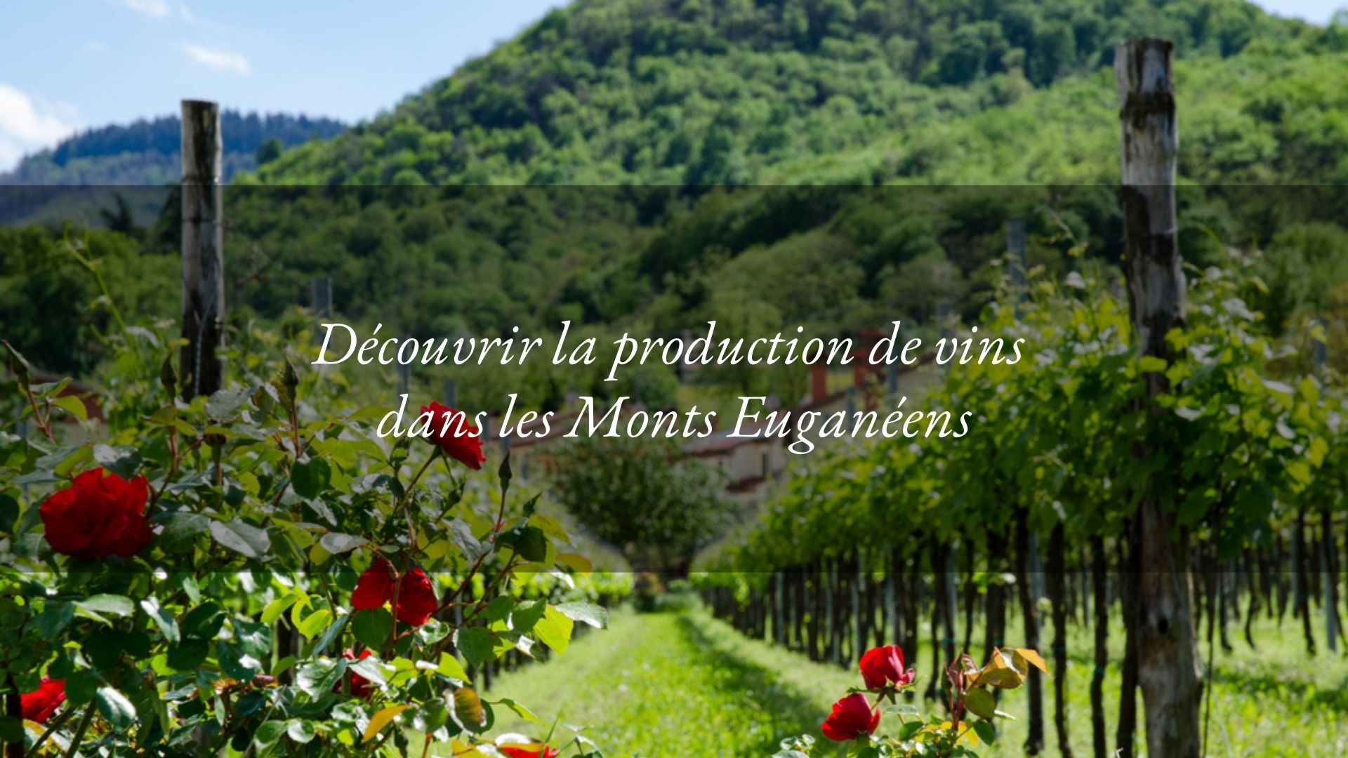 Le terroir des Monts Euganéens