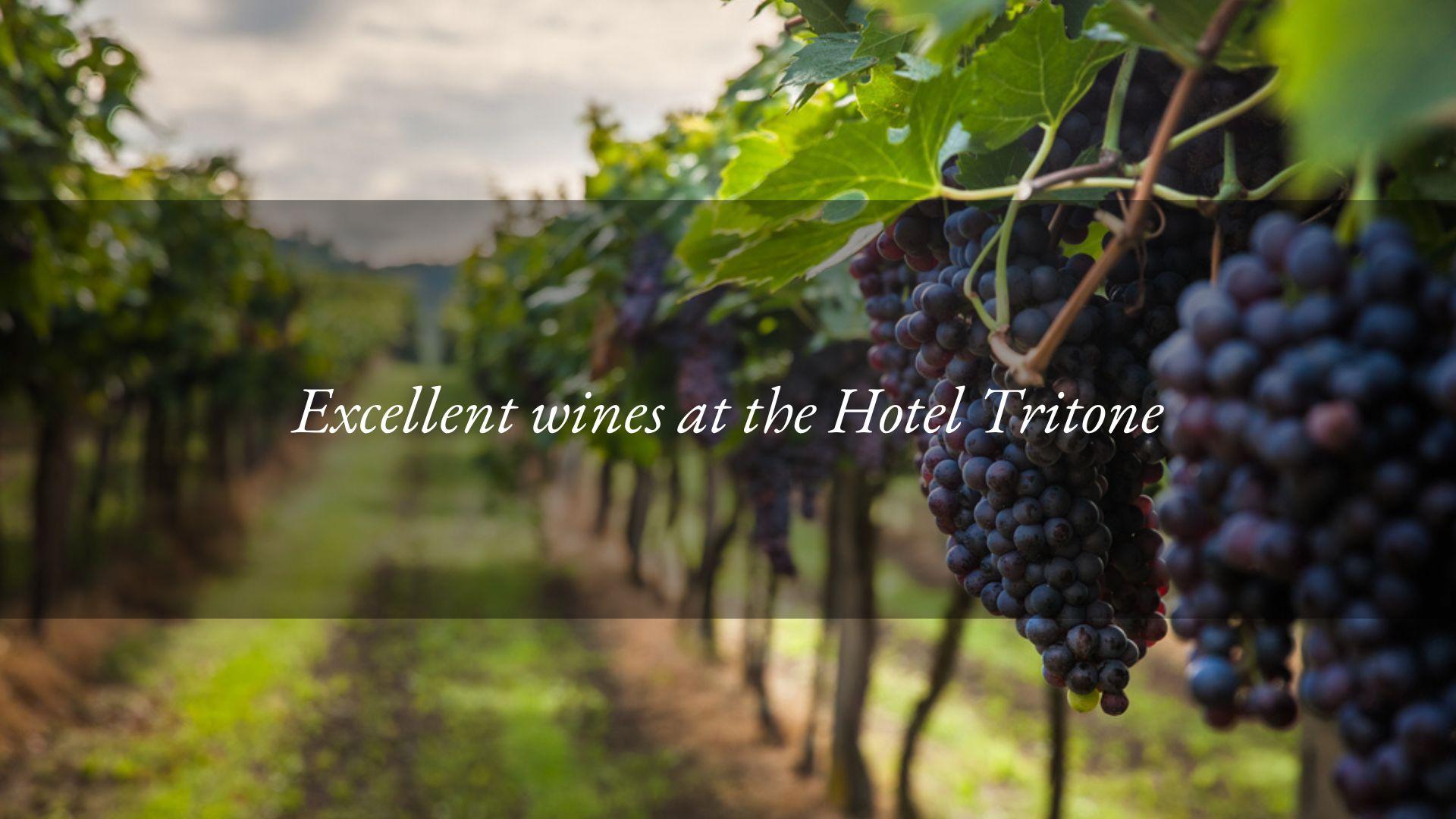 Two excellent wines to accompany autumn cuisine at the Hotel Tritone