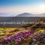 Fiori rari e stupendi: il regalo per chi sceglie il sentiero del Monte Ceva in primavera