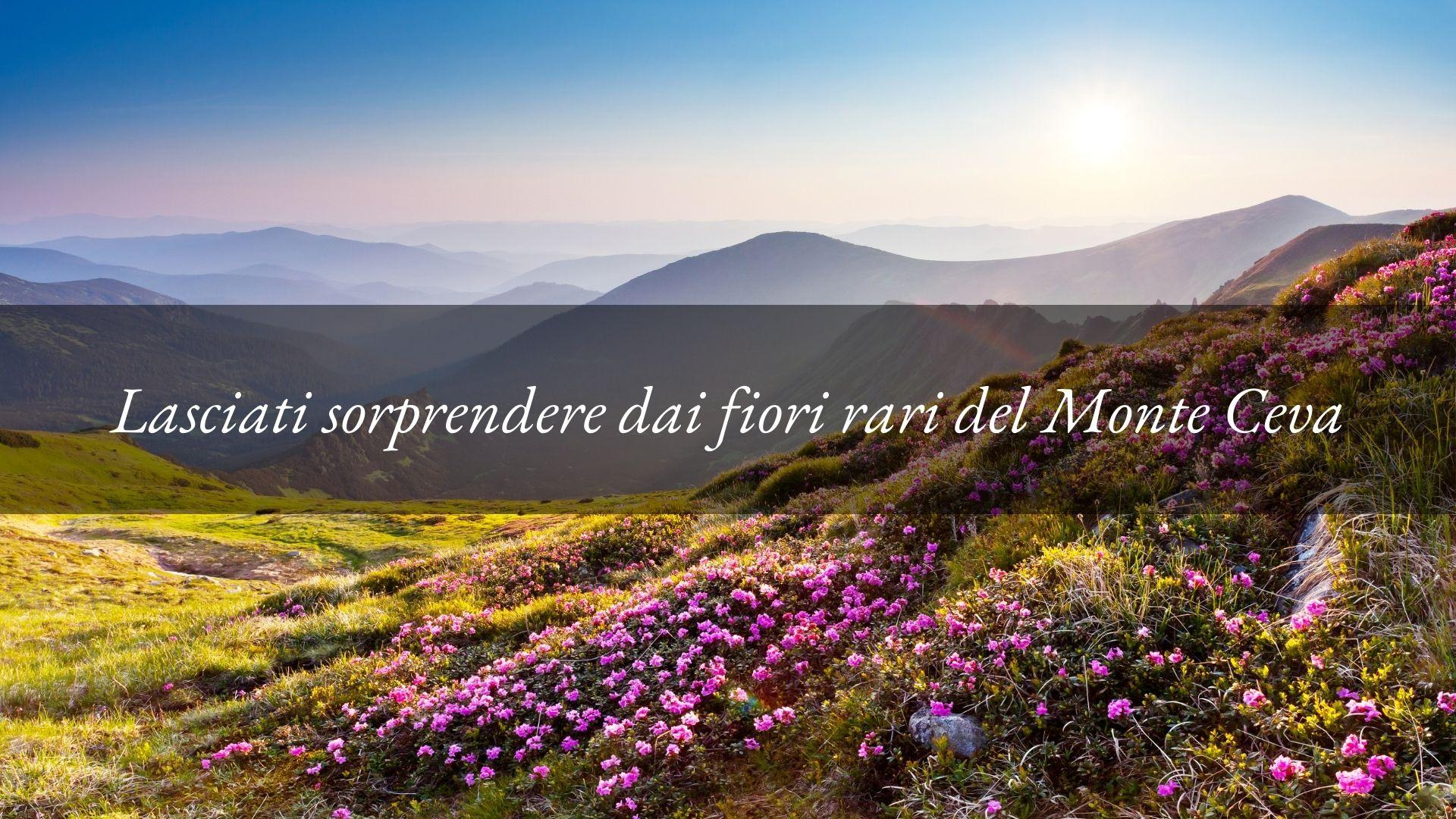 Fiori rari e stupendi: il regalo per chi sceglie il sentiero del Monte Ceva in primavera
