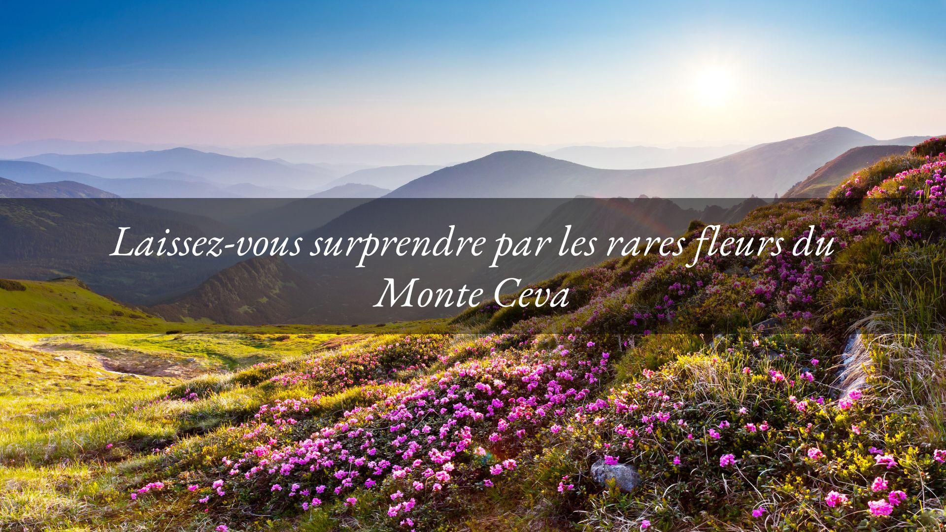 Des fleurs rares et surprenantes : un cadeau pour ceux qui choisissent d’emprunter le parcours du Monte Ceva au printemps.
